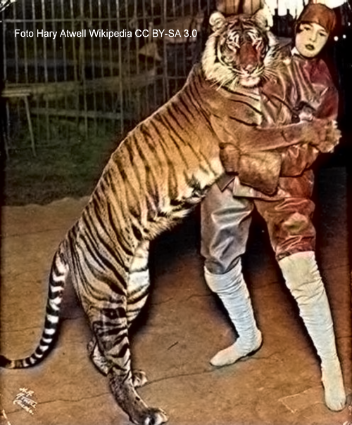 Bali-Tiger (Panthera tigris balica), Bild