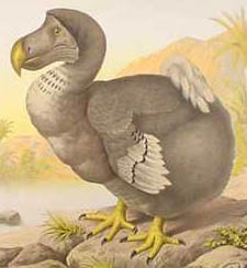 Dodo (Raphus cucullatus), Bild
