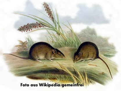 Gould-Maus (Pseudomys gouldii), Bild