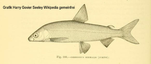 Gravenche (Coregonus hiemalis), Bild