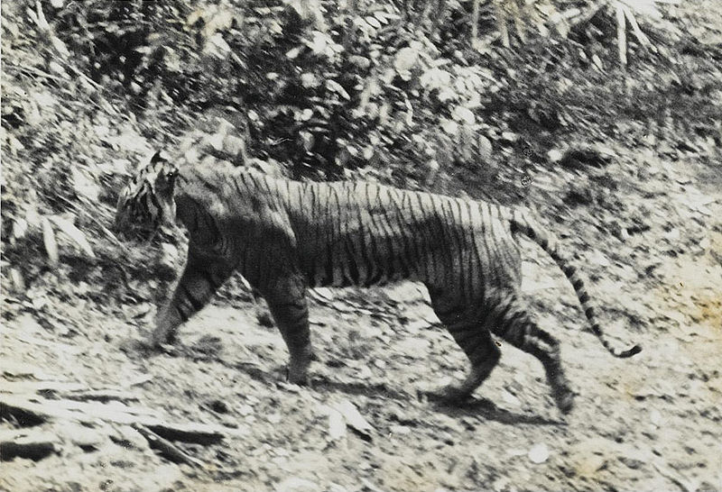 Javanischer Tiger (Panthera tigris sondaica), Bild
