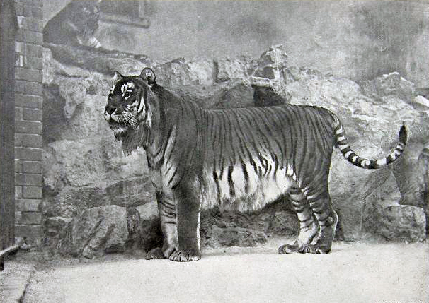 Kaspischer Tiger (Panthera tigris virgata), Bild