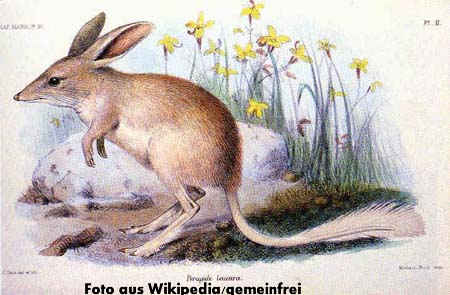 Kleine Kaninchennasenbeutler (Macrotis leucura), Bild