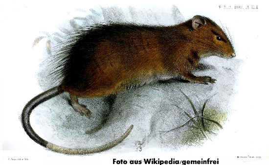 Maclear-Ratte (Rattus macleari), Bild