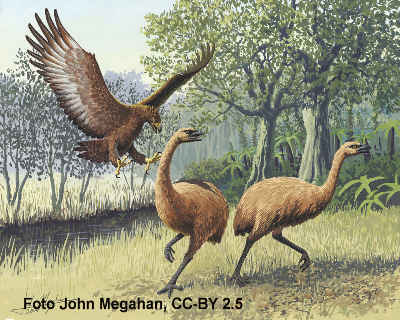 Moa (Dinornithiformes), Bild