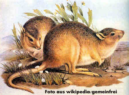Nacktbrustknguru (Caloprymnus campestris), Bild