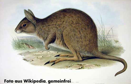 stliches Hasenknguru (Lagorchestes leporides), Bild
