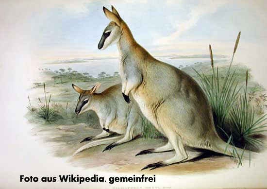 stliches Irmawallaby (Macropus greyi), Bild