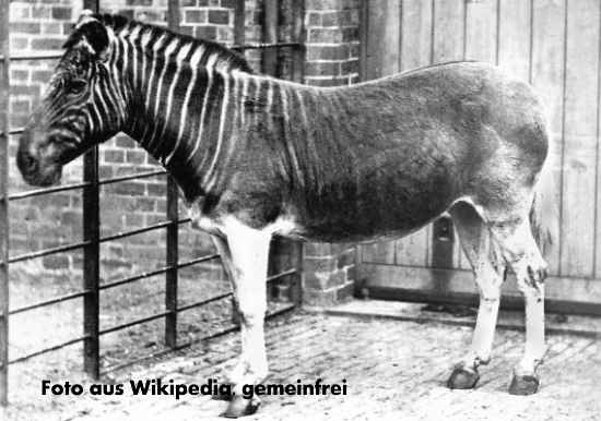 Quagga (Equus quagga quagga), Bild