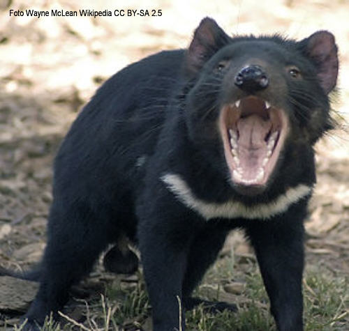 Tasmanischer Beutelwolf, Bild