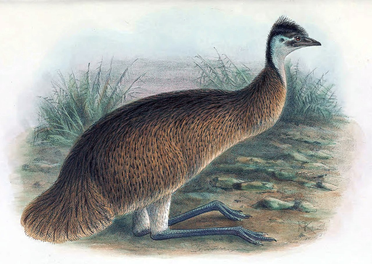 Tasmanisches Emu (Dromaius novaehollandiae diemenensis), Bild