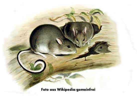 Weifukaninchenratte (Conilurus albipes), Bild