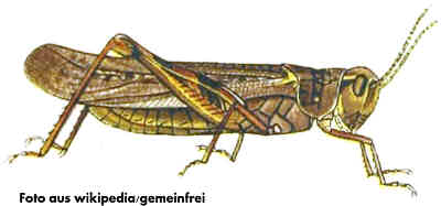 Felsengebirgsschrecke (Melanoplus spretus), Bild