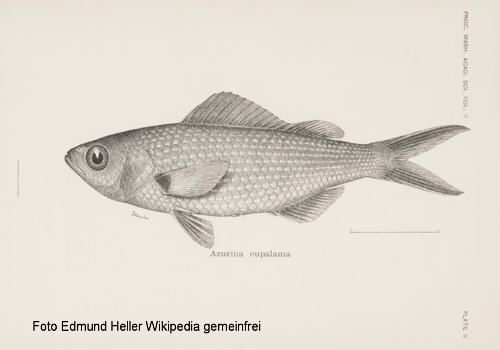 Galpagos-Riffbarsch (Azurina eupalama), Bild