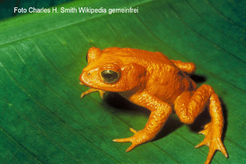 Goldkrte (Bufo periglenes), Bild